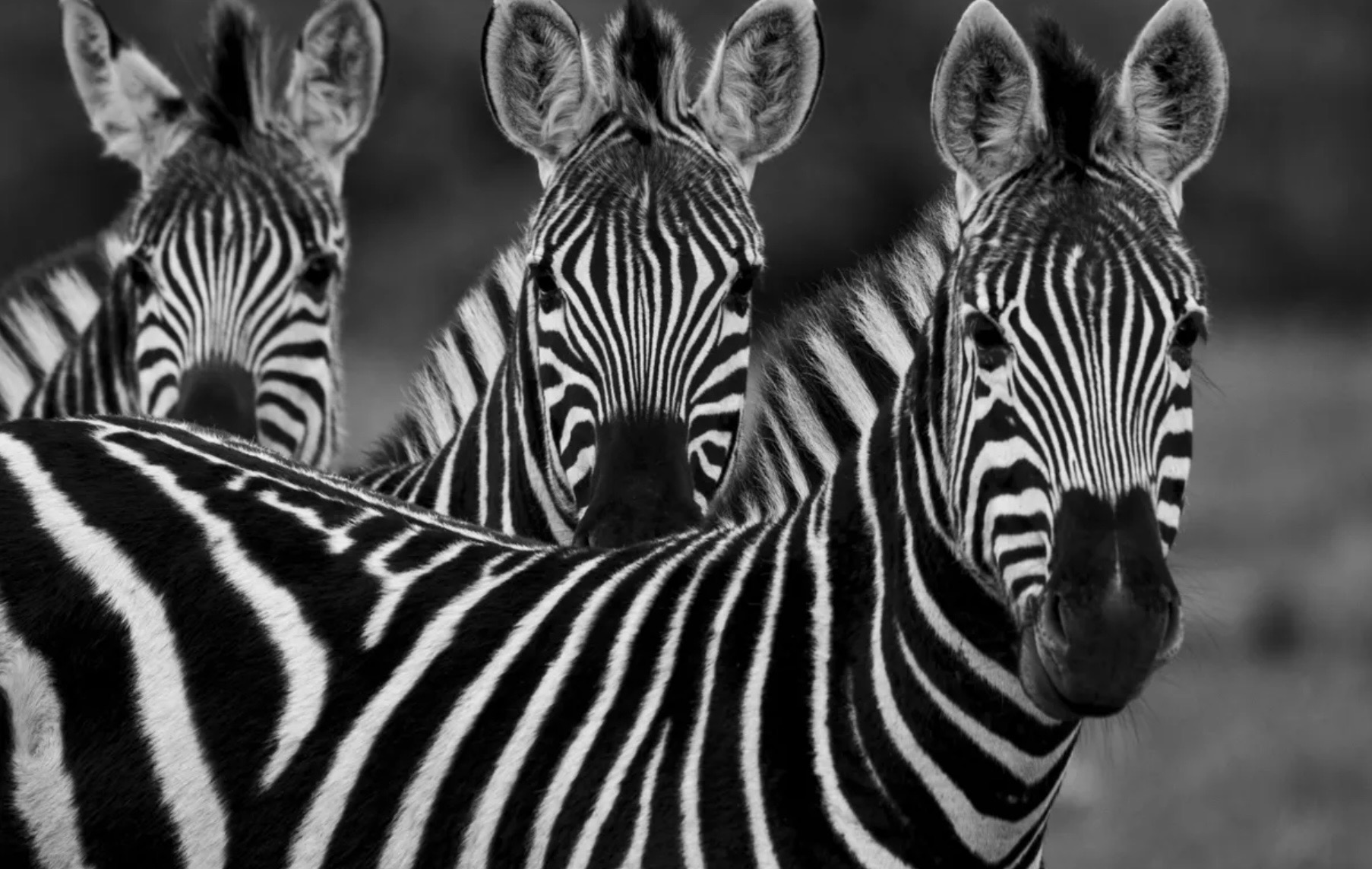 Why Zebras don’t get ulcers